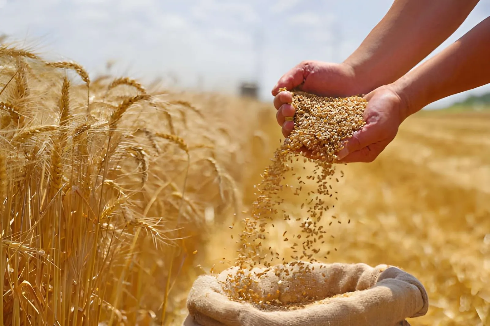 Farmer holding wheat